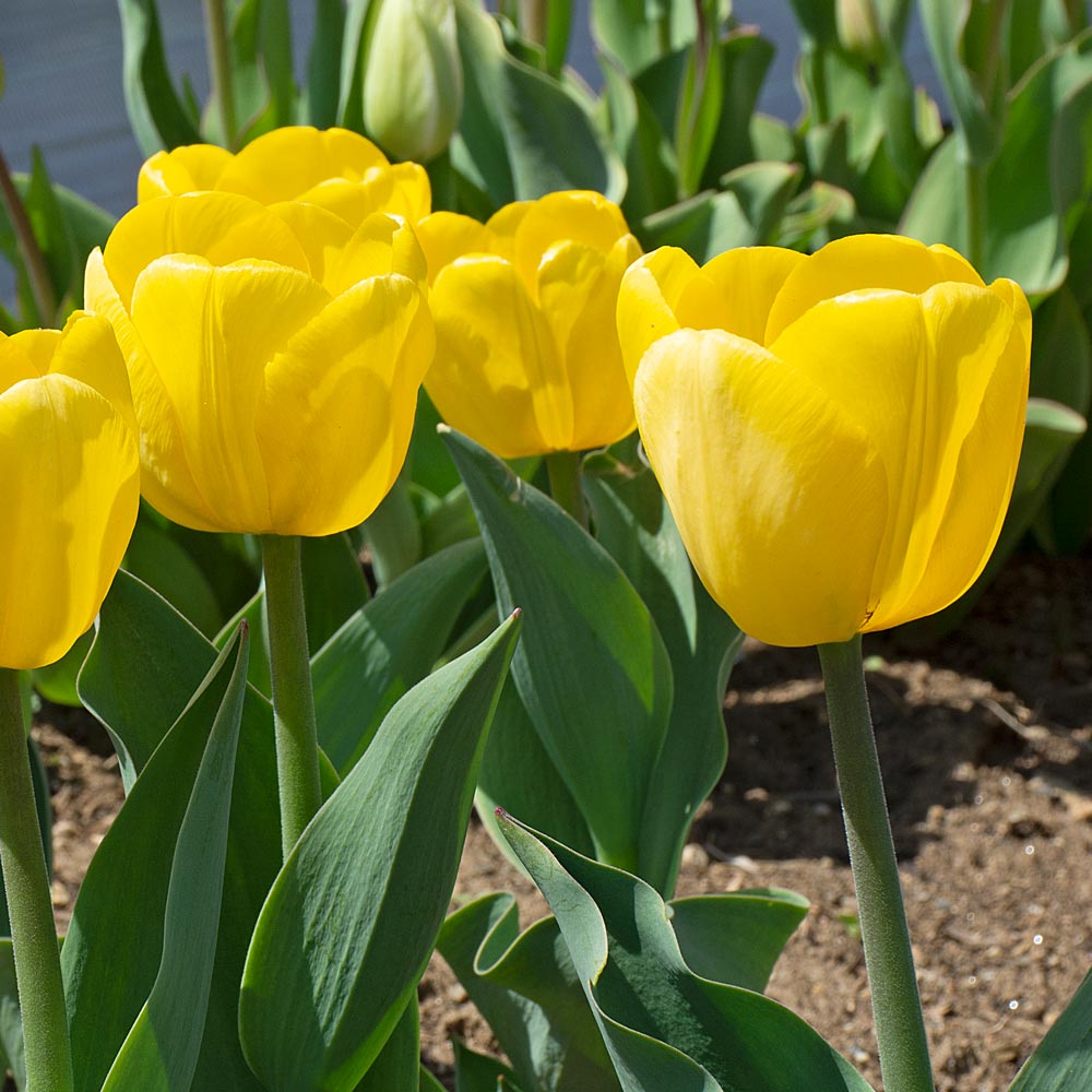 White Flower Farm Yellow Perennial Tulip