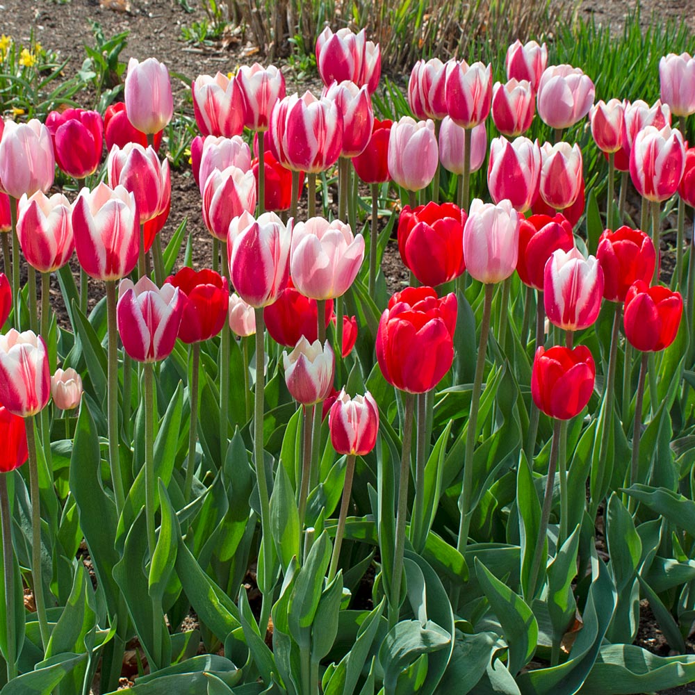 Tulip Delight Mix