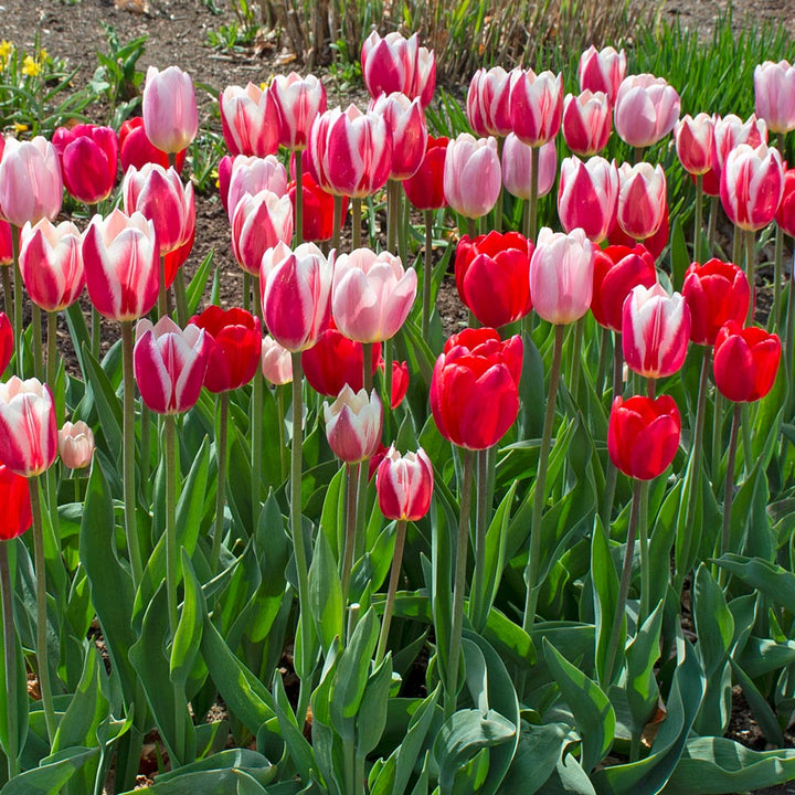 Tulip Delight Mix