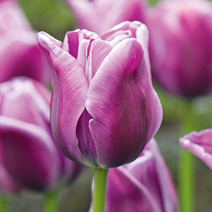 Pastel Stretch Tulip Mix
