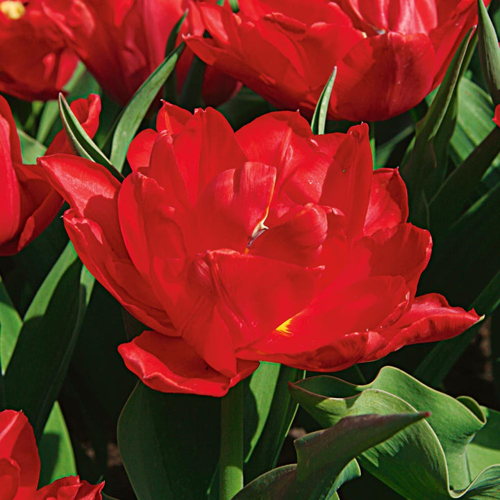 Stretch Tulip Mix