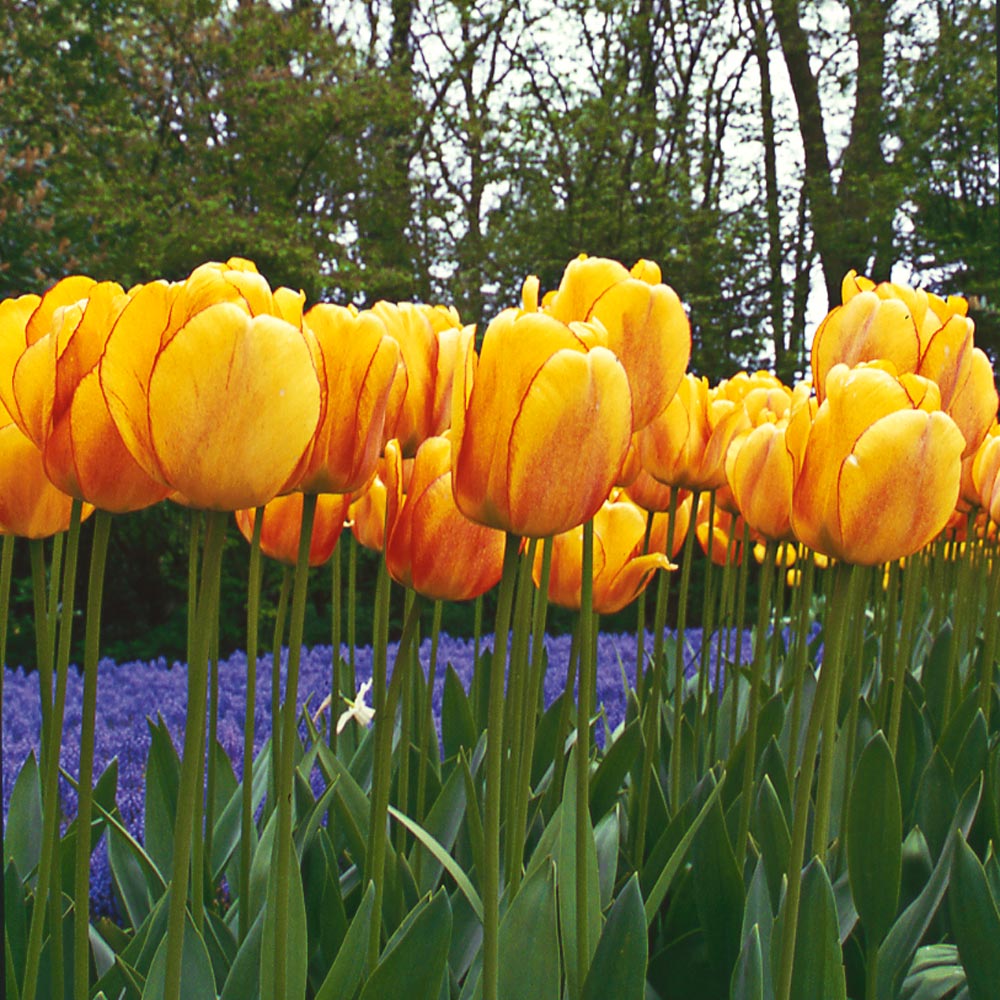 Stretch Tulip Mix