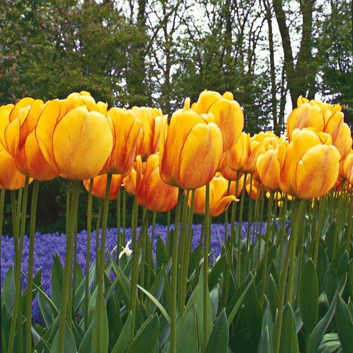 Stretch Tulip Mix
