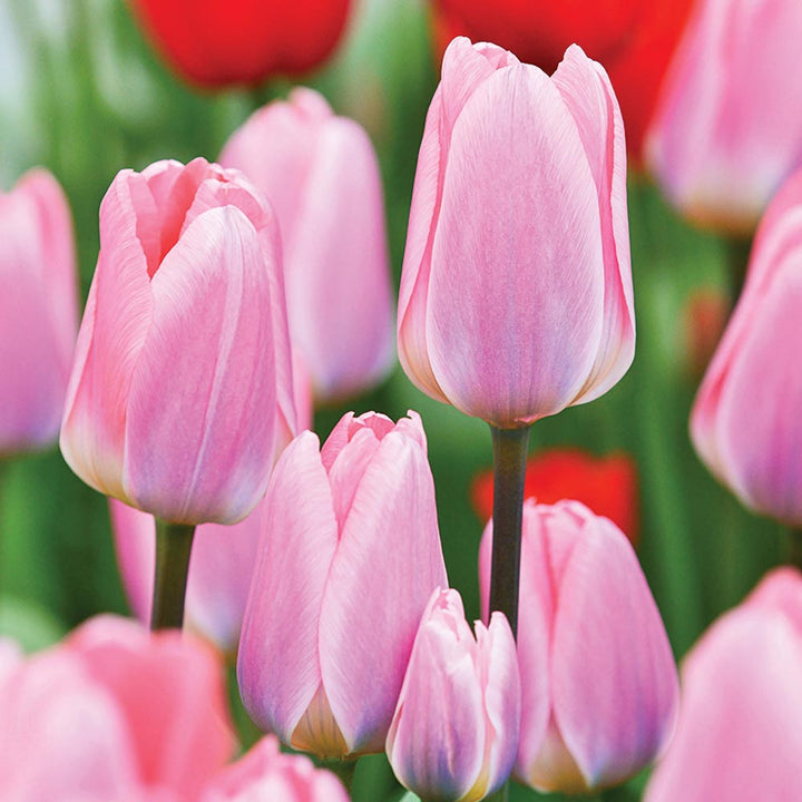 Stretch Tulip Mix