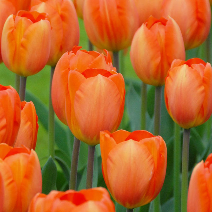 Stretch Tulip Mix
