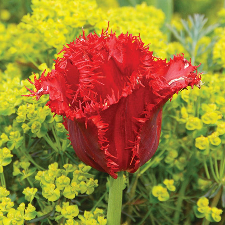Stretch Tulip Mix