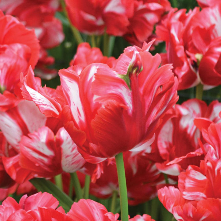 Stretch Tulip Mix
