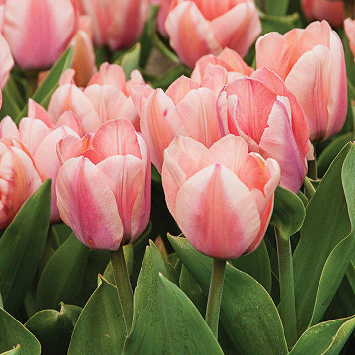 Stretch Tulip Mix