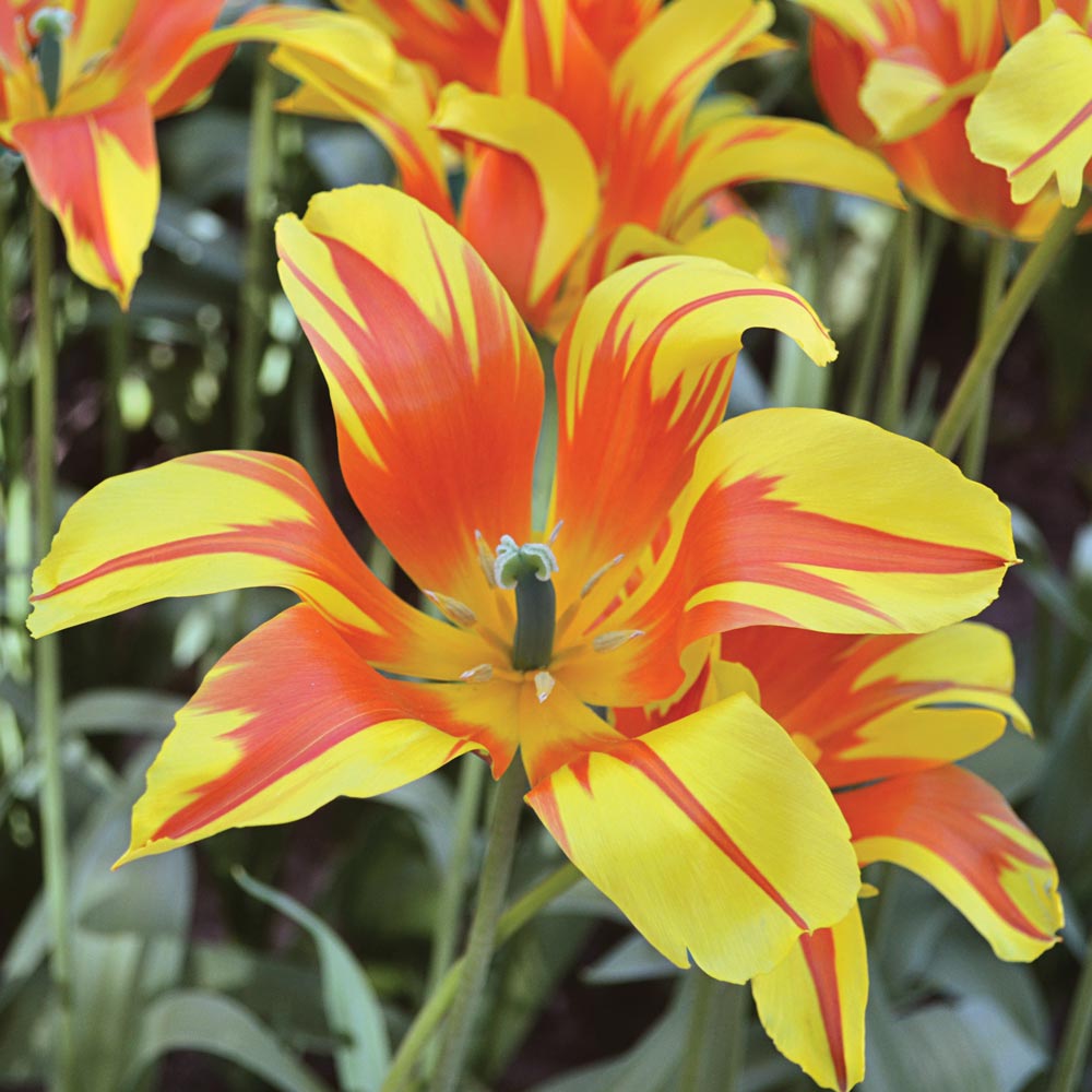 Stretch Tulip Mix