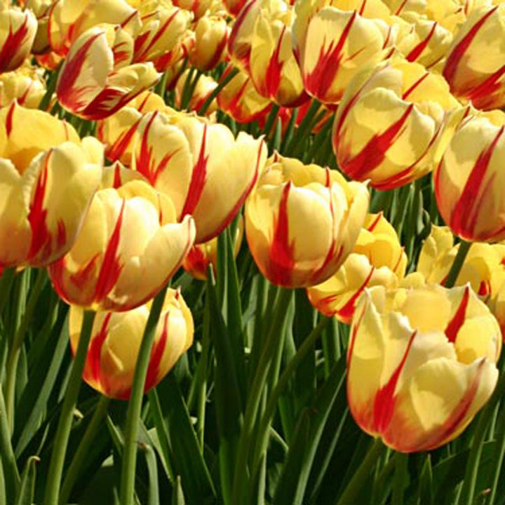 Rembrandt Tulip Mix