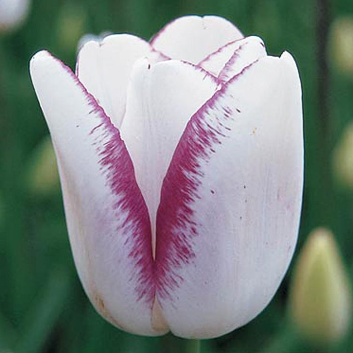 Rembrandt Tulip Mix