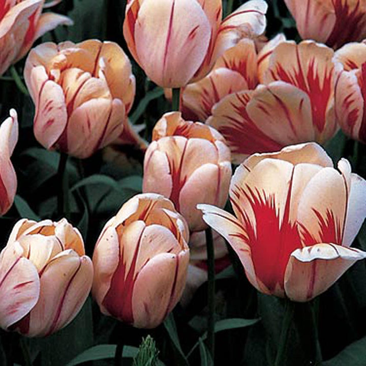 Rembrandt Tulip Mix