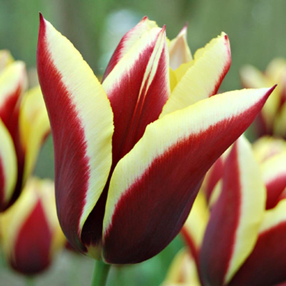 Rembrandt Tulip Mix