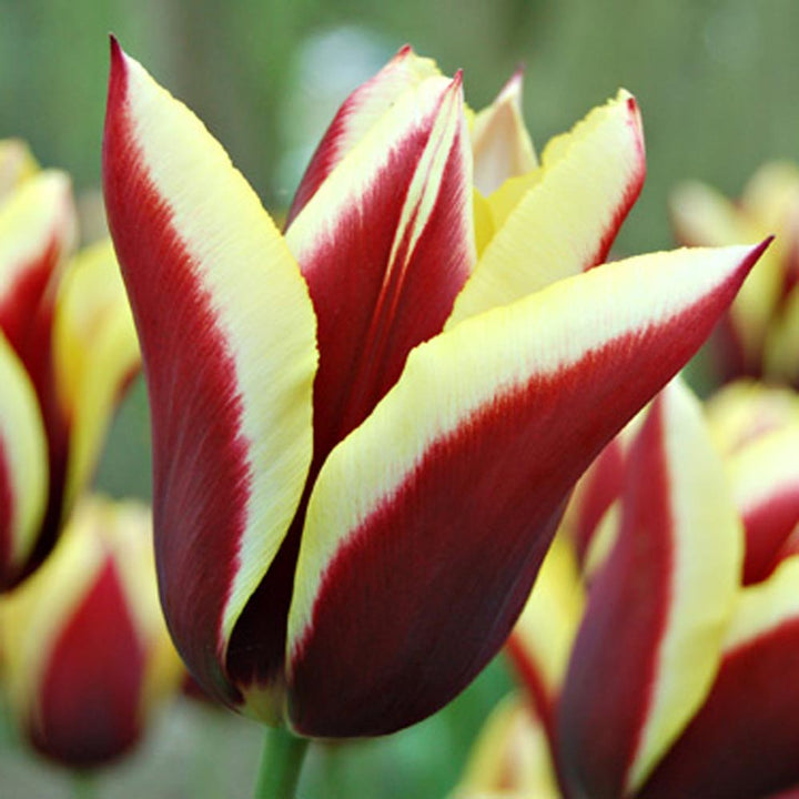 Rembrandt Tulip Mix