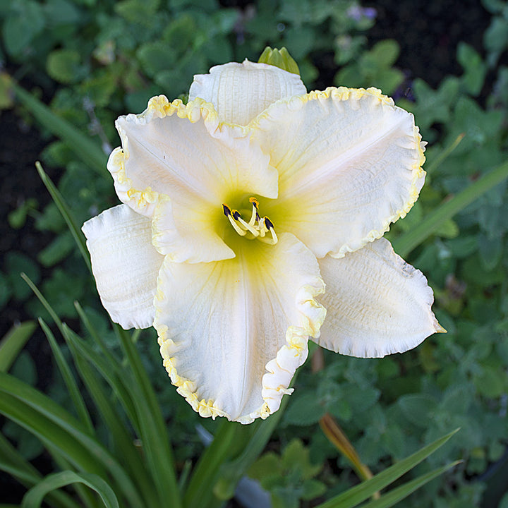 Hemerocallis 'Marque Moon'