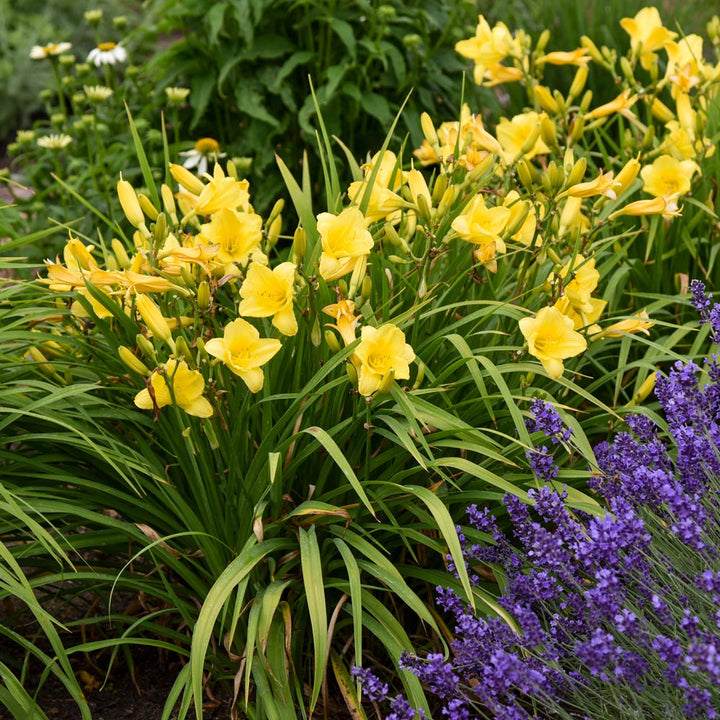 Hemerocallis 'Happy Returns'