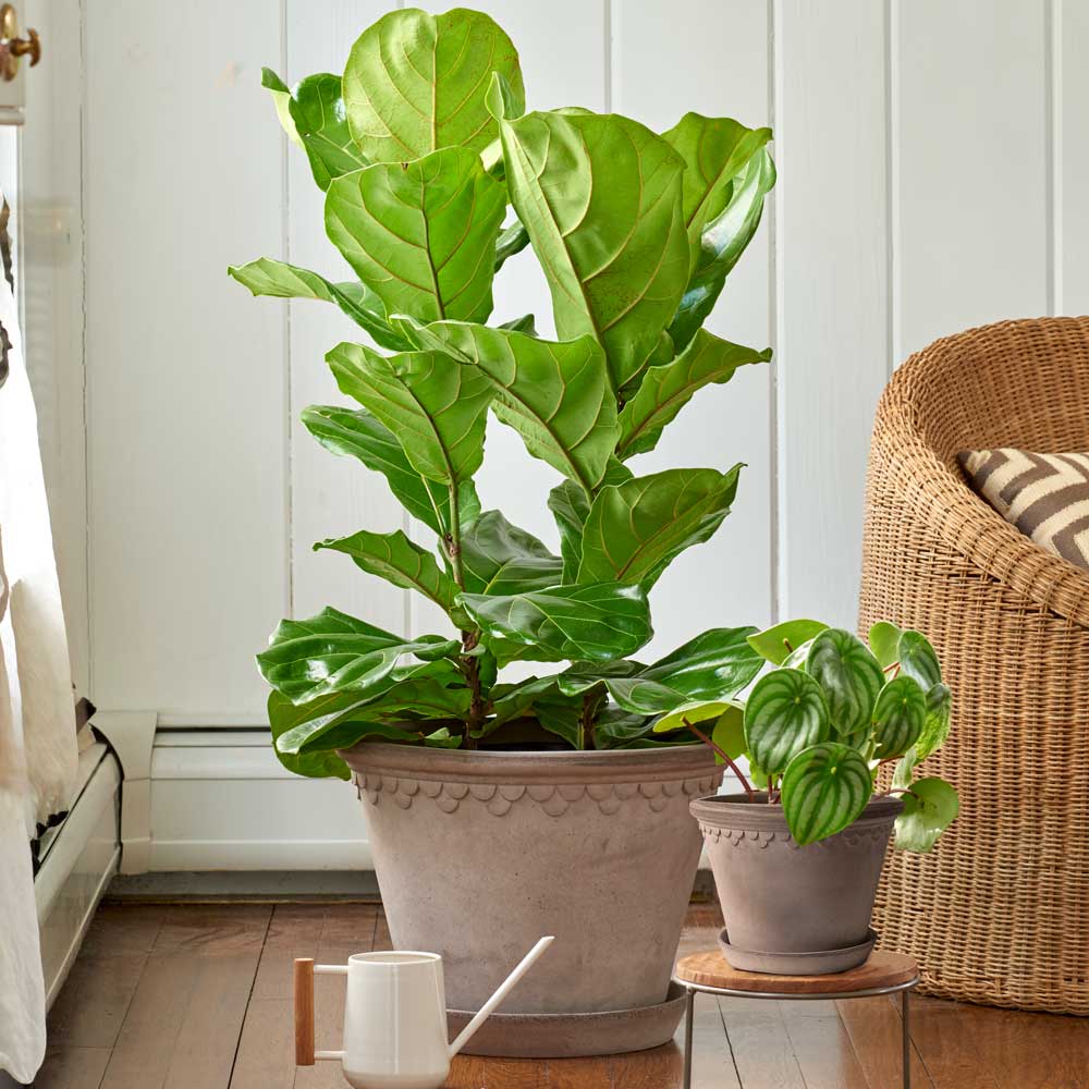 Fiddle-Leaf Fig in Bergs Gray Kobenhavner Pot & Saucer