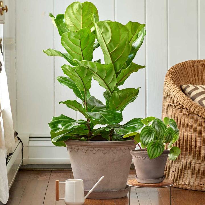Fiddle-Leaf Fig in Bergs Gray Kobenhavner Pot & Saucer