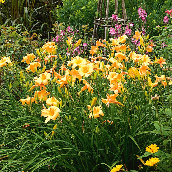 Hemerocallis 'Apricot Sparkles'