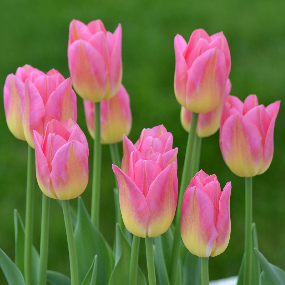 Tulip 'Tom Pouce'