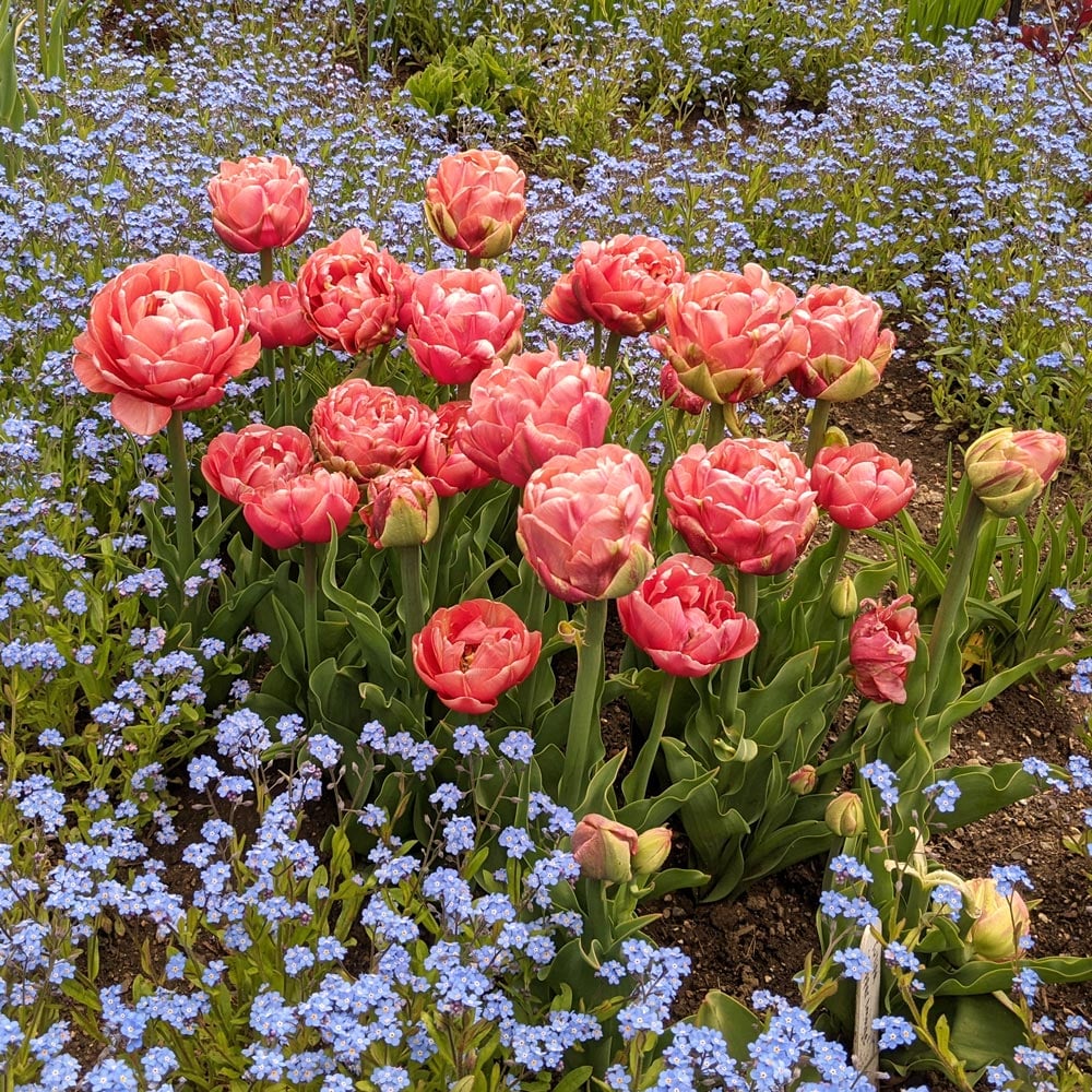 Tulip 'Copper Image'