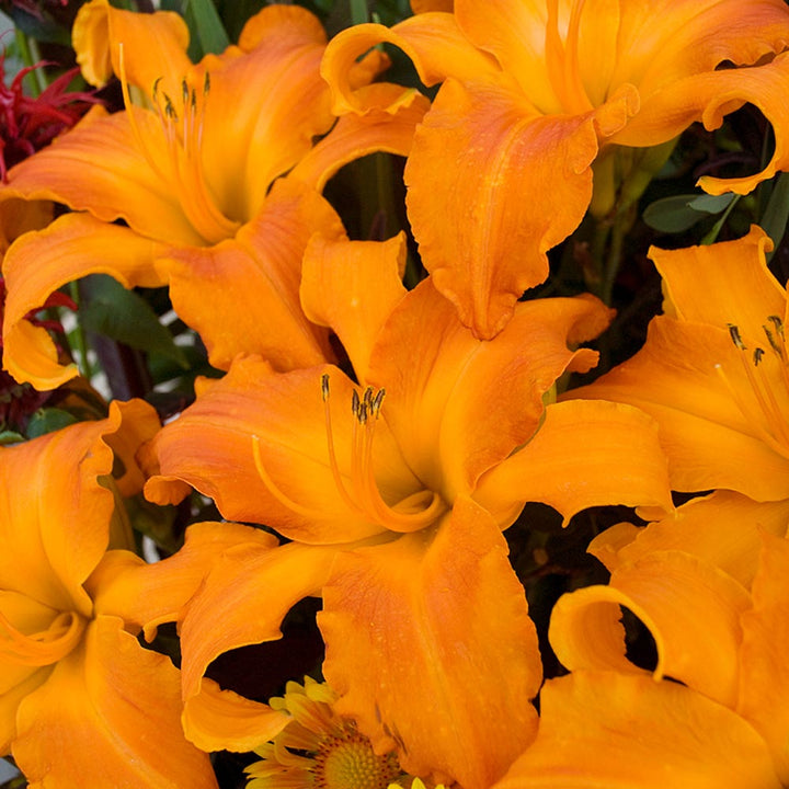 Hemerocallis Rainbow Rhythm® 'Primal Scream'
