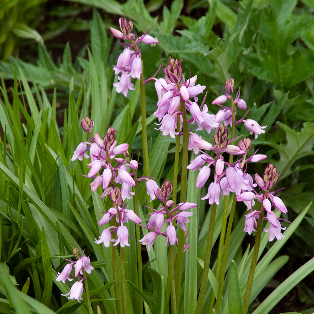 Hyacinthoides hispanica 'Rose Queen'