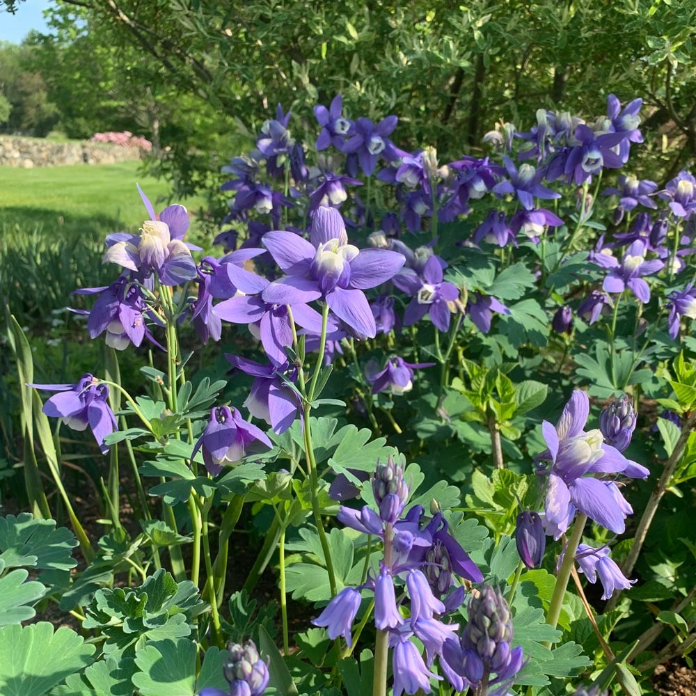 Aquilegia 'Blue Butterflies'