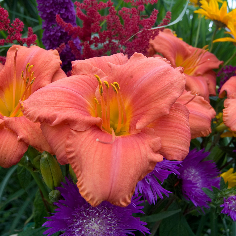 Hemerocallis 'South Seas'