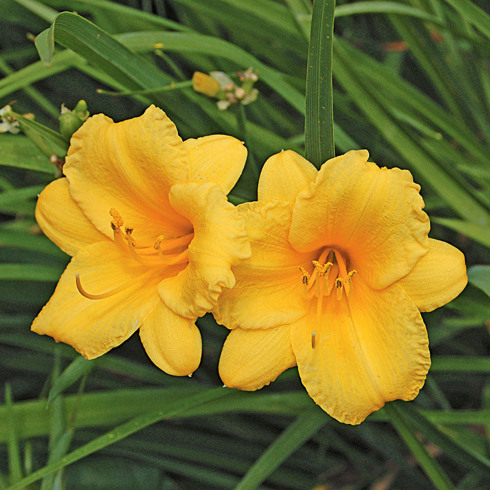 Hemerocallis 'Stella de Oro'
