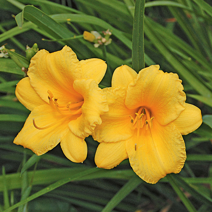 Hemerocallis 'Stella de Oro'