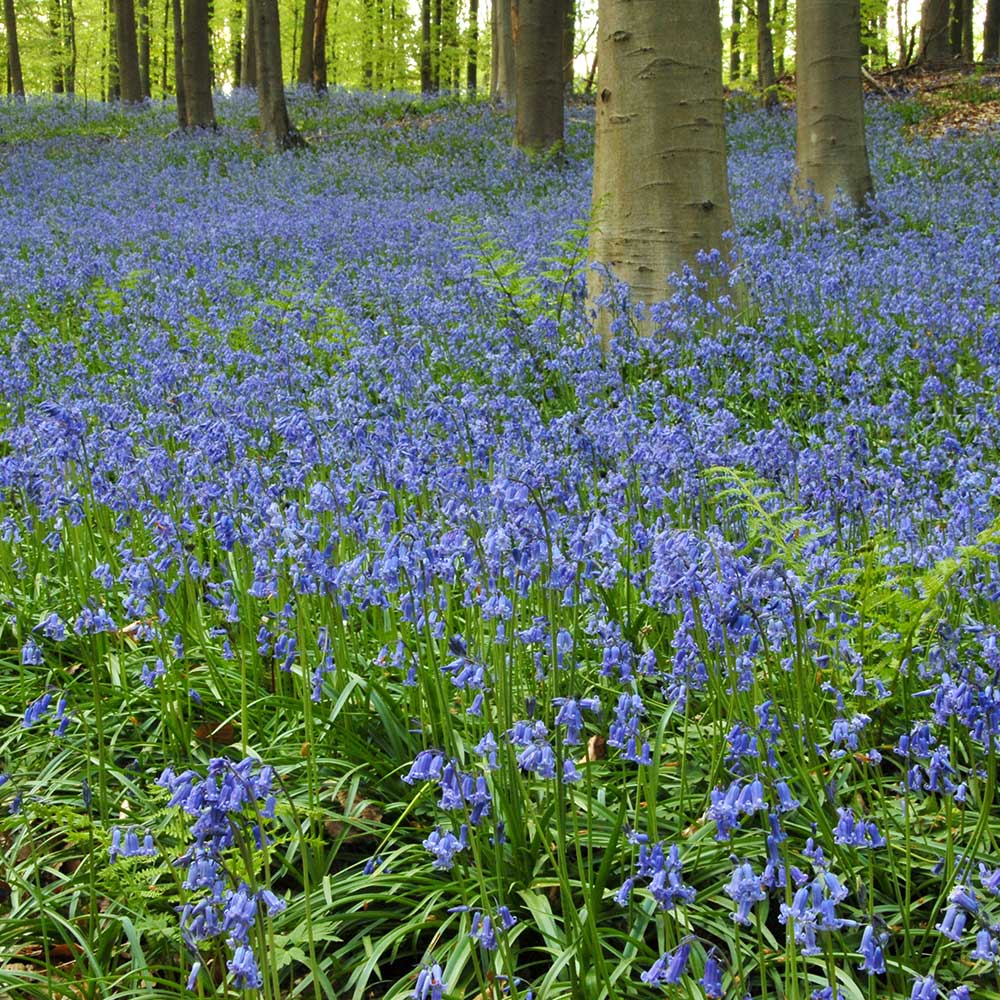 Hyacinthoides non-scripta