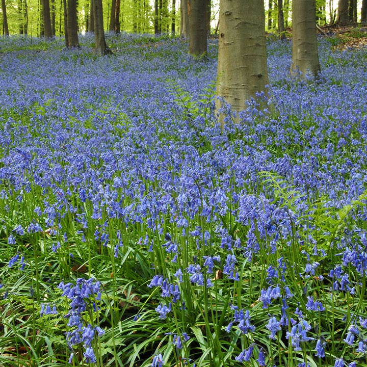 Hyacinthoides non-scripta