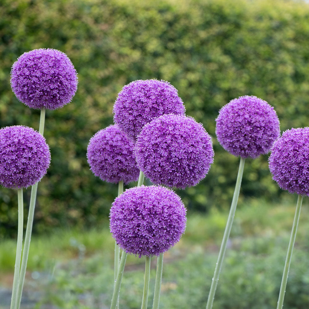 Allium giganteum