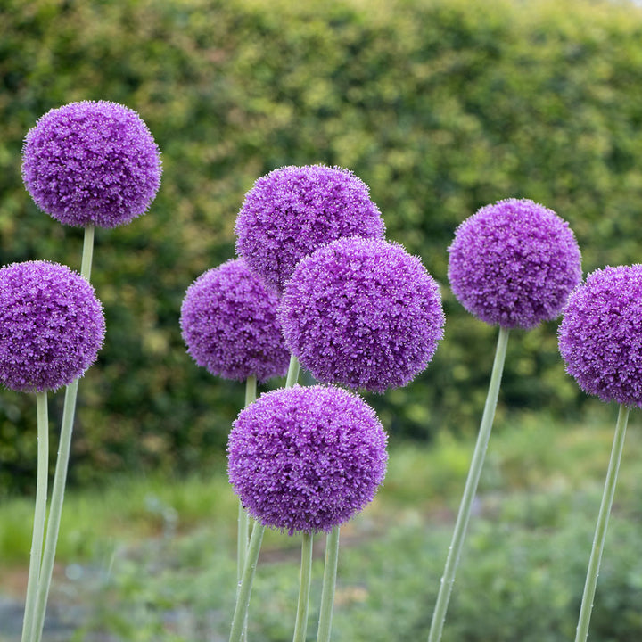 Allium giganteum