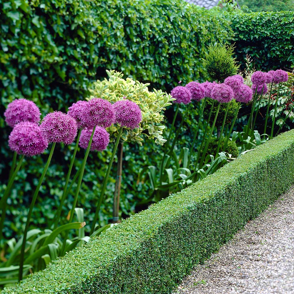 Allium giganteum