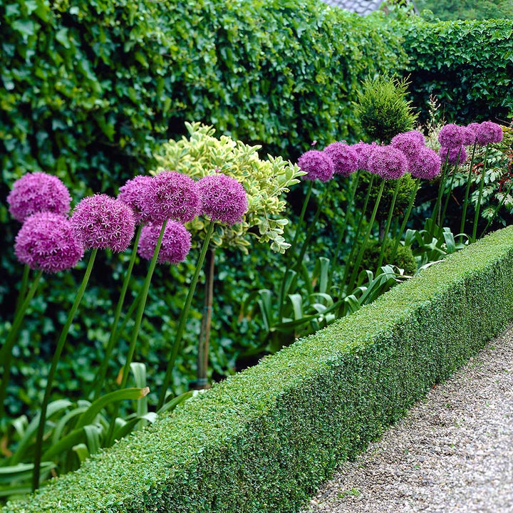 Allium giganteum