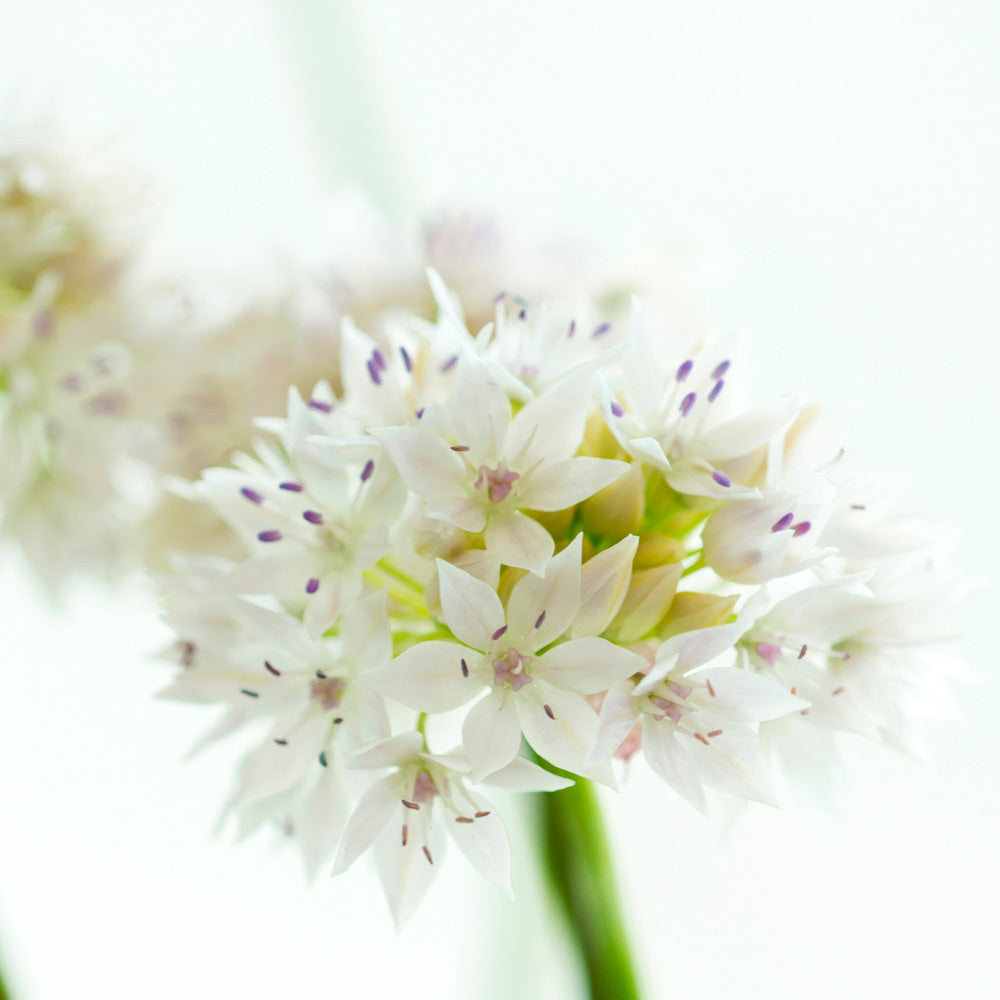 Allium amplectens 'Graceful Beauty'