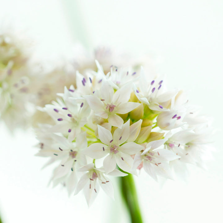 Allium amplectens 'Graceful Beauty'