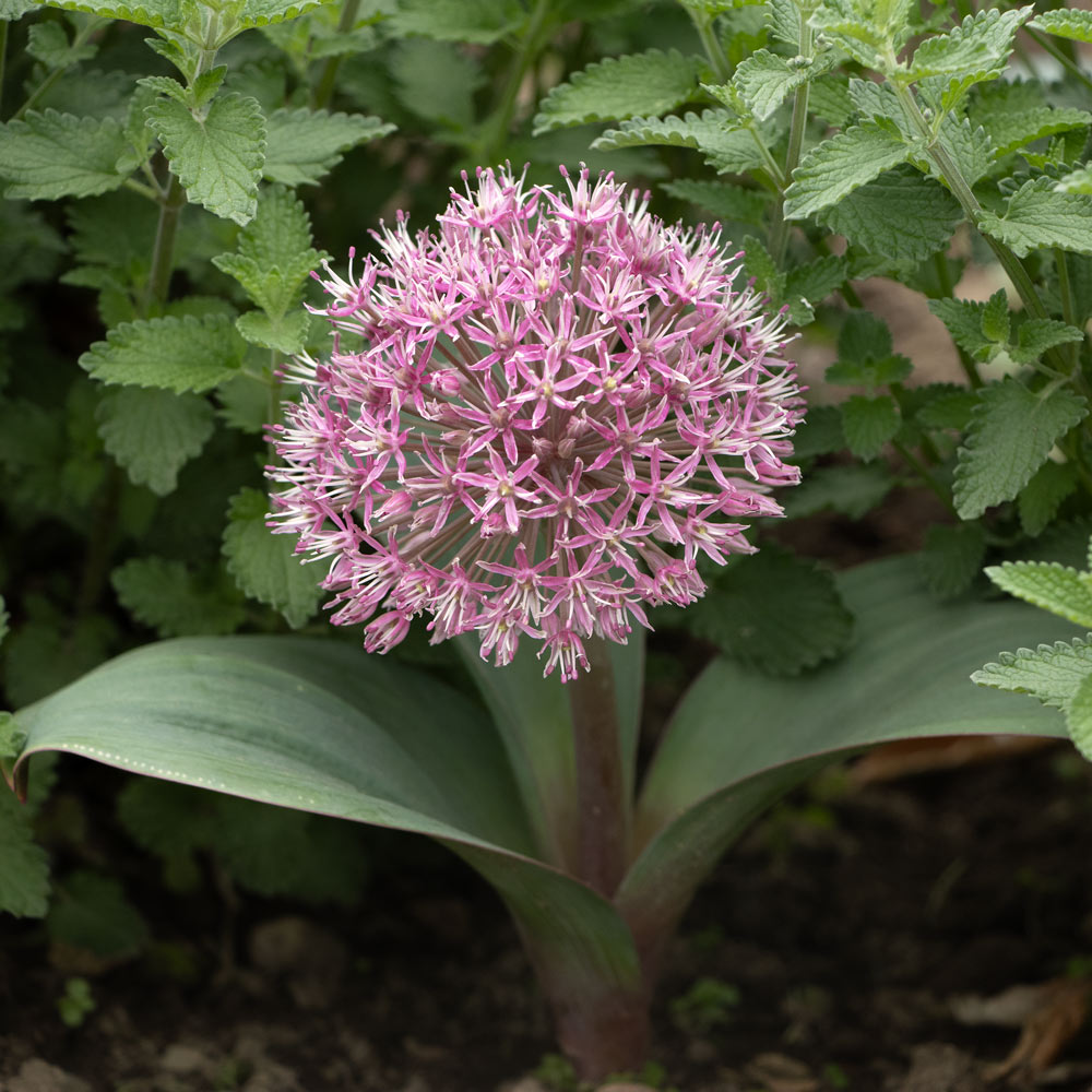 Allium karataviense 'Red Giant'