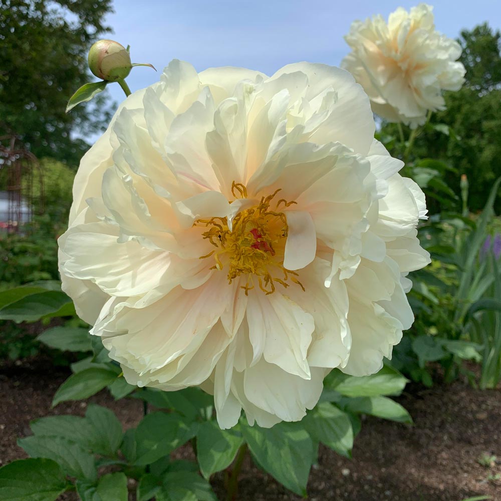 Peony 'Pastelegance'