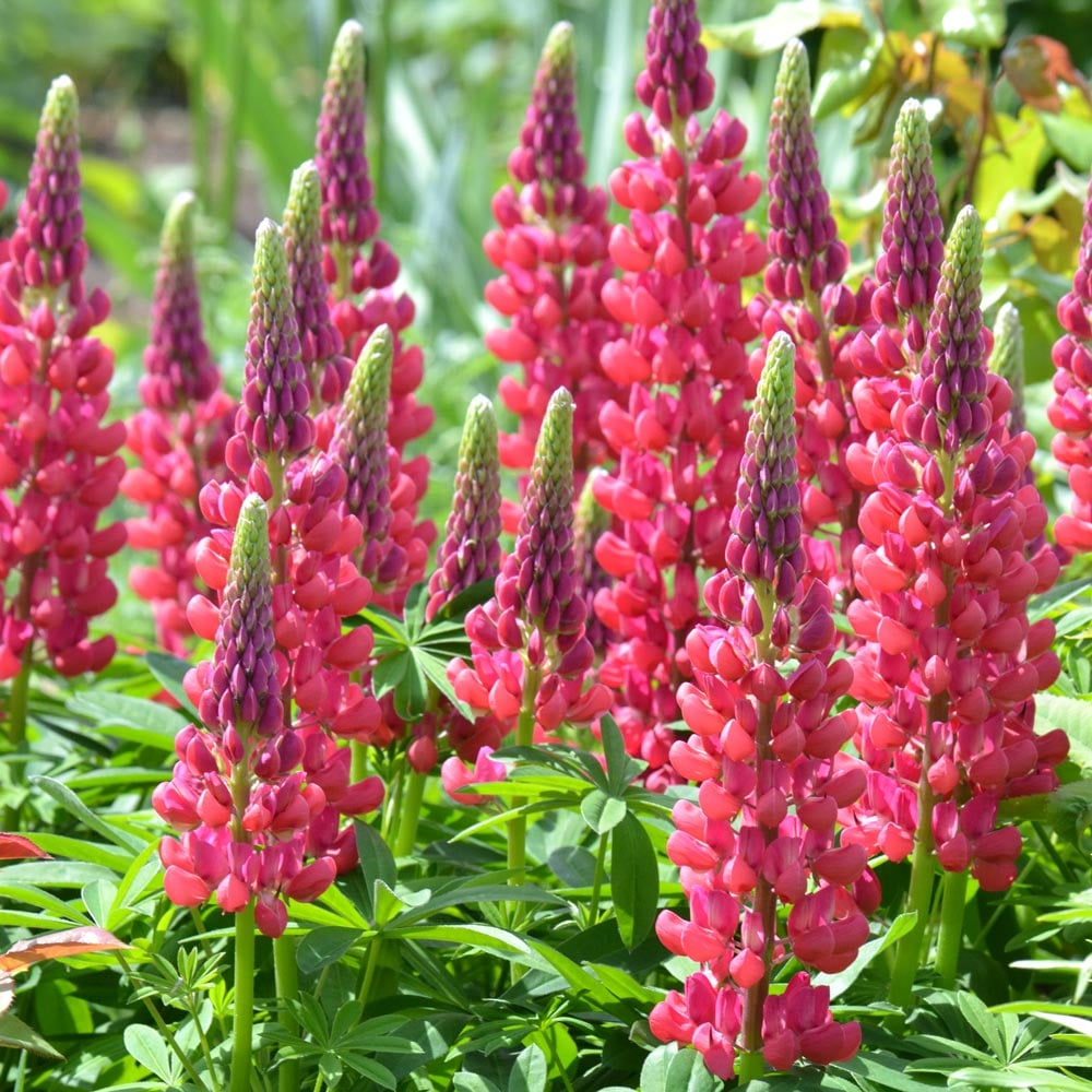 Lupinus Westcountry™ 'Red Rum'