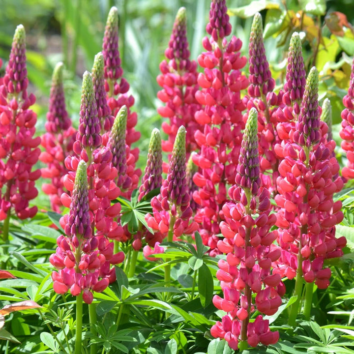 Lupinus Westcountry™ 'Red Rum'