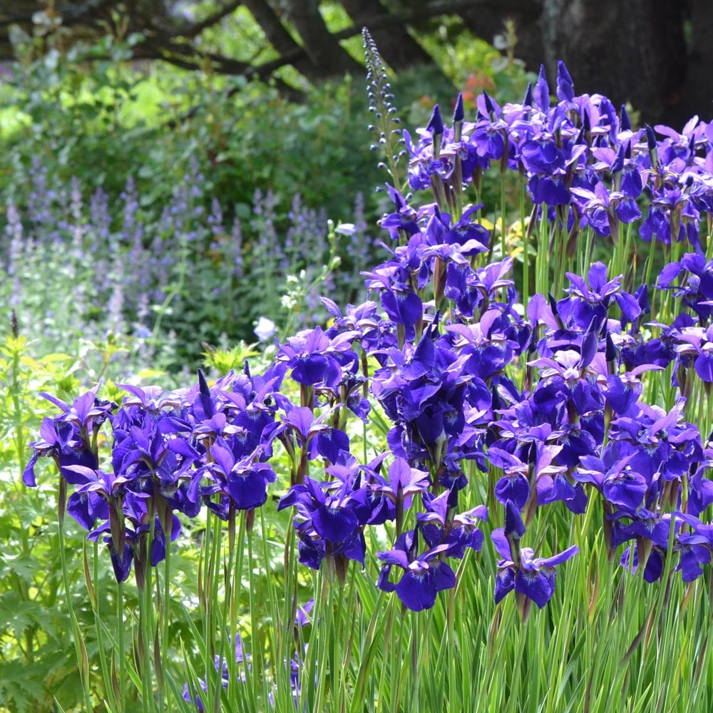 Iris sibirica 'Caesar's Brother'