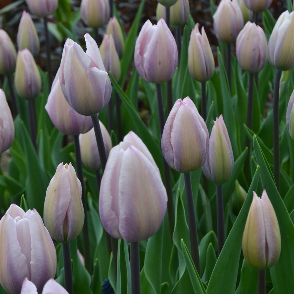 Tulip 'Silver Cloud'