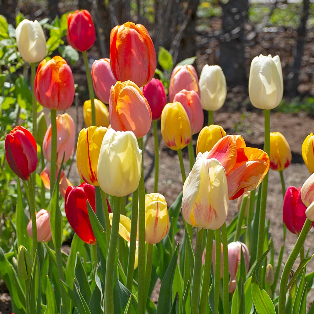 French Single Late Tulip Mix