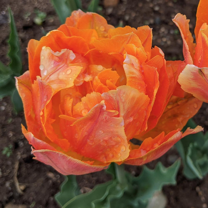 Tulip 'Orca'