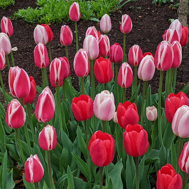 Tulip Delight Mix