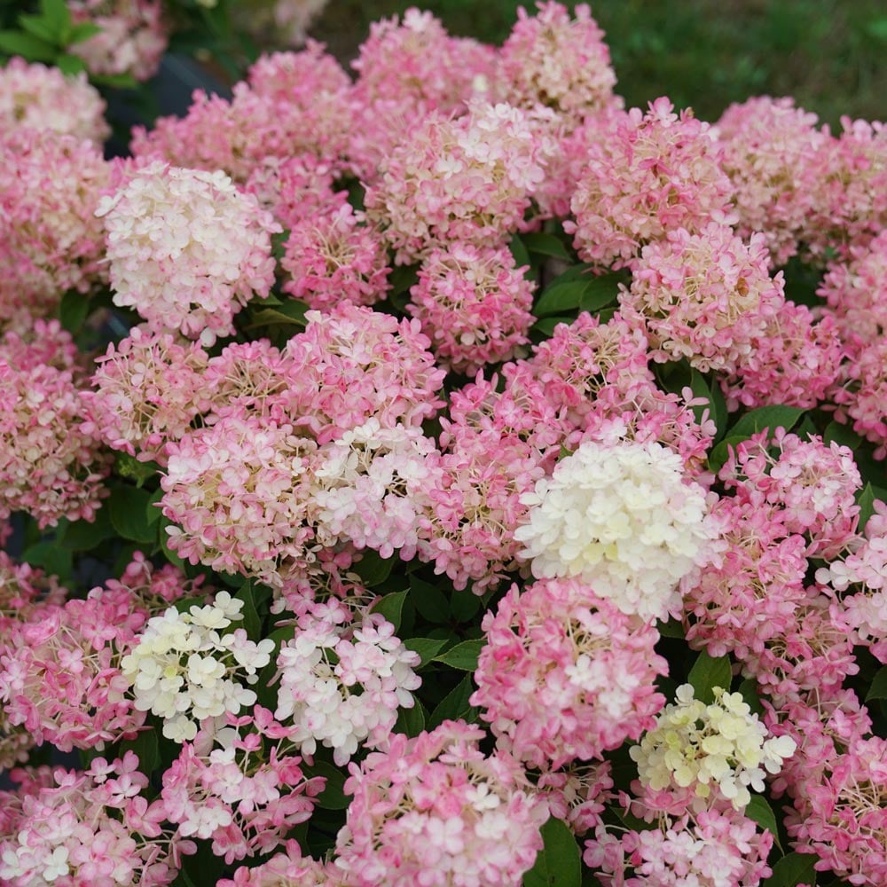 Hydrangea paniculata Fire Light Tidbit®