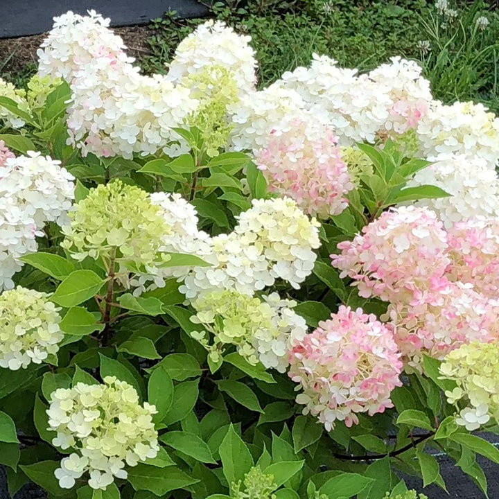 Hydrangea paniculata Fire Light Tidbit®
